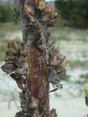 Verbascum gnaphalodes