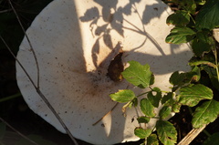 Infundibulicybe geotropa