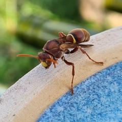 Polistes humilis