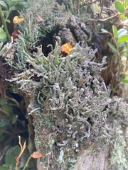 Cladonia sulphurina