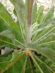 Verbascum gnaphalodes