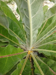 Verbascum gnaphalodes