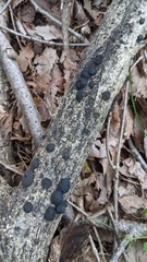 Annulohypoxylon truncatum