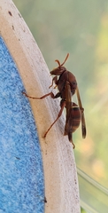 Polistes humilis