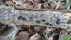 Annulohypoxylon truncatum