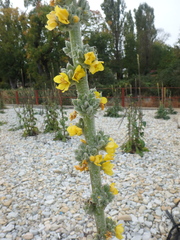 Verbascum gnaphalodes
