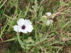 Monsonia speciosa