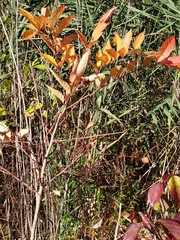 Toxicodendron vernix