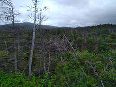 Choristoneura fumiferana