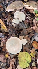 Infundibulicybe geotropa
