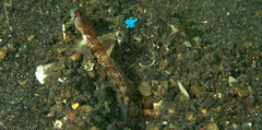 Tomiyamichthys oni