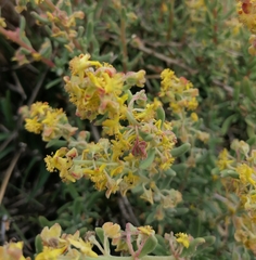 Tetragonia fruticosa