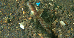 Tomiyamichthys oni