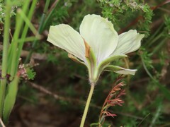 Monsonia speciosa