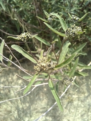 Aldama buddlejiformis