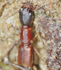 Homaeotarsus