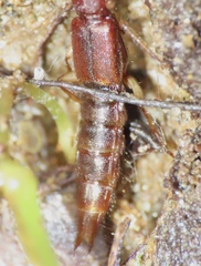 Homaeotarsus