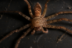 Heteropoda venatoria