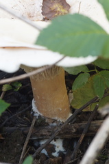 Infundibulicybe geotropa