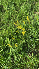 Barbarea vulgaris