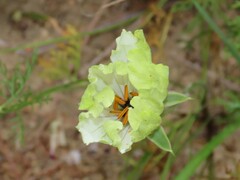 Monsonia speciosa