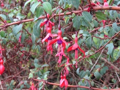 Fuchsia magellanica
