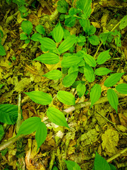 Prosartes lanuginosa