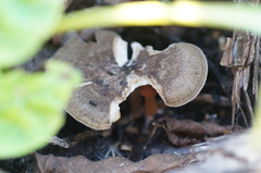Lentinus brumalis