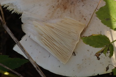 Infundibulicybe geotropa