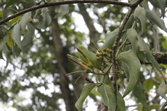 Psittacanthus cucullaris