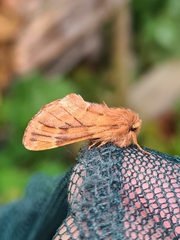 Ptilophora plumigera