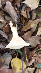 Infundibulicybe geotropa