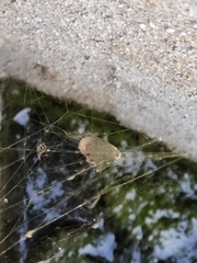 Cyrtophora citricola