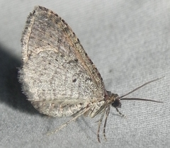 Larentiinae