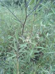 Aldama buddlejiformis