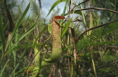Nepenthes mirabilis