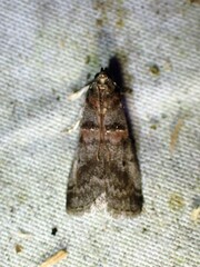 Acrobasis angusella