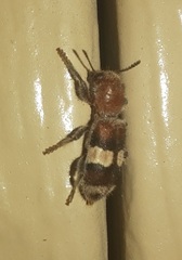 Enoclerus quadrisignatus