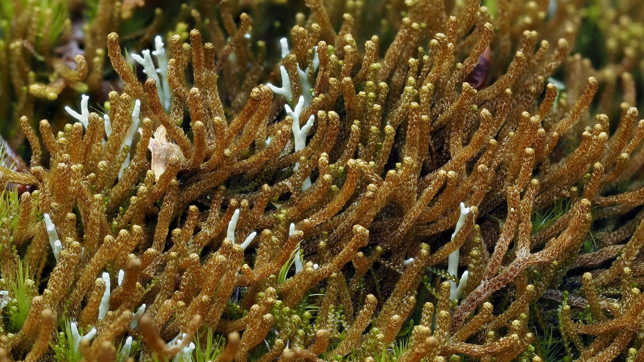 Tetralophozia setiformis
