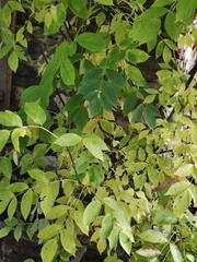Staphylea pinnata