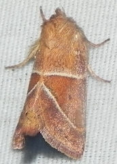 Lemmeria digitalis