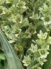 Veratrum