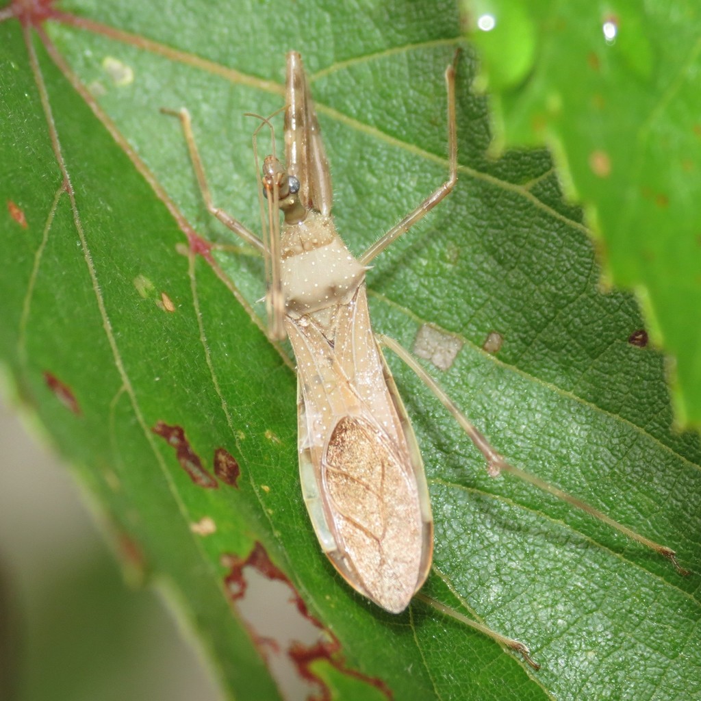 Heza similis