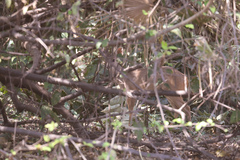 Mazama gouazoubira