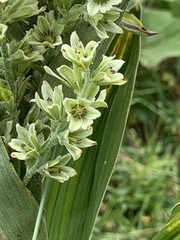 Veratrum