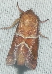 Lemmeria digitalis