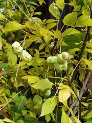 Staphylea pinnata