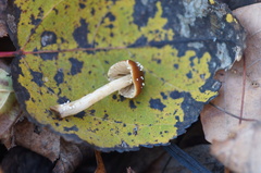 Leratiomyces squamosus