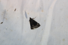 Hypena abalienalis