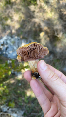 Leratiomyces percevalii